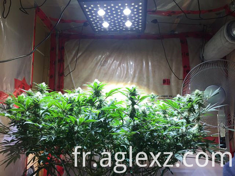 les mauvaises herbes poussent la lumière weed led grow light
